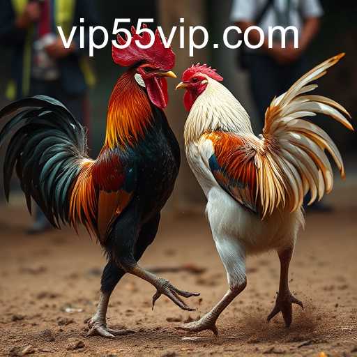Exploring the Complex World of Cockfighting and the 55vip Phenomenon
